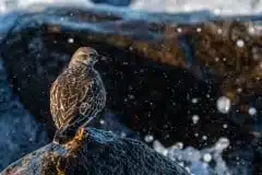Taget ved Kalvebod Fælled (Klydesøen)