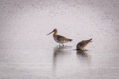 DSC3424 Fotograferet ved Vallensbæk og Ishøj strandenge