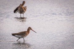 DSC3462 Fotograferet ved Vallensbæk og Ishøj strandenge