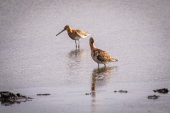 DSC3604 Fotograferet ved Vallensbæk og Ishøj strandenge