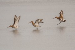 DSC4176 Fotograferet ved Vallensbæk og Ishøj strandenge
