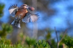 PH81447 Fotograferet ved Melby overdrev