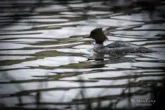 Foto ved Gentofte sø