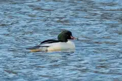 Fotograferet ved Holløse Bredning