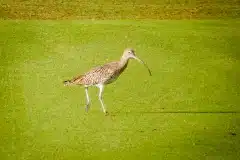Fotograferet i Dubai