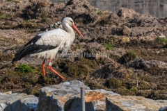 Hvid Stork