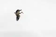 Foto taget  i Flyinge, Sverige