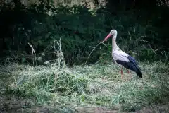 Foto taget i Polen