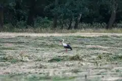 Foto taget i Polen