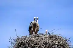 I rede foto taget i Flyinge, Sverige