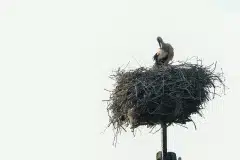 I rede foto taget i Flyinge, Sverige