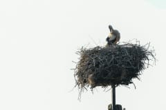 PH80565 I rede foto taget i Flyinge, Sverige