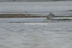 Strandhjejle