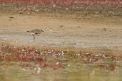 DSC6815 Foto taget ved Ølsemagle revle