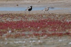 DSC6831 Foto taget ved Ølsemagle revle