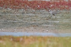 DSC6861 Foto taget ved Ølsemagle revle