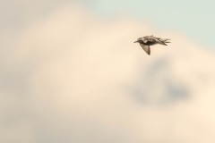 DSC7084 Foto taget ved Ølsemagle revle