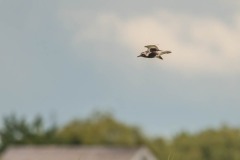 DSC7086 Foto taget ved Ølsemagle revle