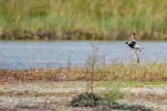 DSC7090 Foto taget ved Ølsemagle revle