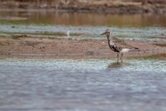 DSC7102 Foto taget ved Ølsemagle revle