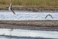 DSC7306 Foto taget ved Ølsemagle revle