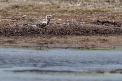 DSC7481 Foto taget ved Ølsemagle revle