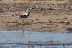 DSC7496 Foto taget ved Ølsemagle revle