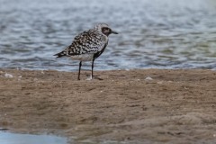 DSC7522 Foto taget ved Ølsemagle revle