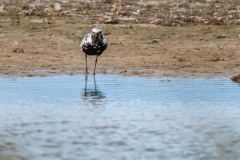 DSC7552 Foto taget ved Ølsemagle revle