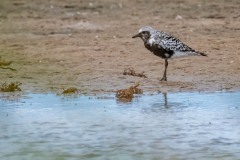 DSC7580 Foto taget ved Ølsemagle revle