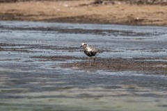 DSC7604 Foto taget ved Ølsemagle revle