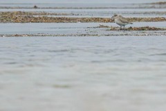 DSC_4329 Foto taget ved Ølsemagle revle