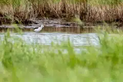 Fotograferet ved Kalvebod fælled