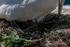 Fotograferet på Helgoland