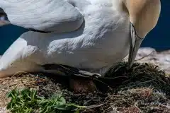 Fotograferet på Helgoland