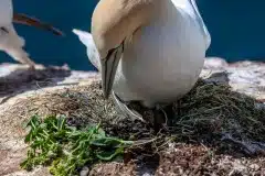 Fotograferet på Helgoland