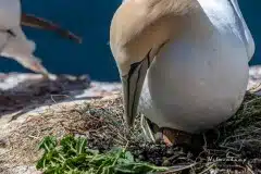 Fotograferet på Helgoland