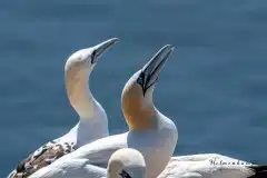 Fotograferet på Helgoland