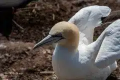 Fotograferet på Helgoland