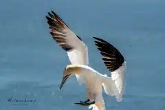 Fotograferet på Helgoland