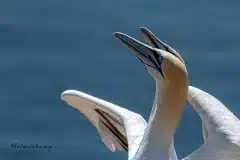 Fotograferet på Helgoland