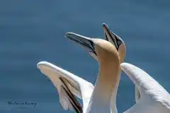 Fotograferet på Helgoland