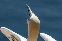 Fotograferet på Helgoland