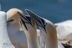 Fotograferet på Helgoland