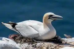 Fotograferet på Helgoland