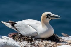 DSC_0101 Fotograferet på Helgoland