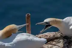 Fotograferet på Helgoland