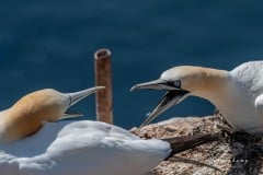 DSC_0103 Fotograferet på Helgoland