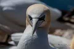 Fotograferet på Helgoland