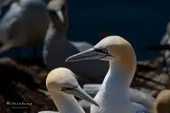 Fotograferet på Helgoland